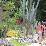 Le Jardin botanique de Rio de Janeiro