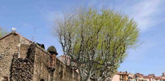 Occitanie Collioure